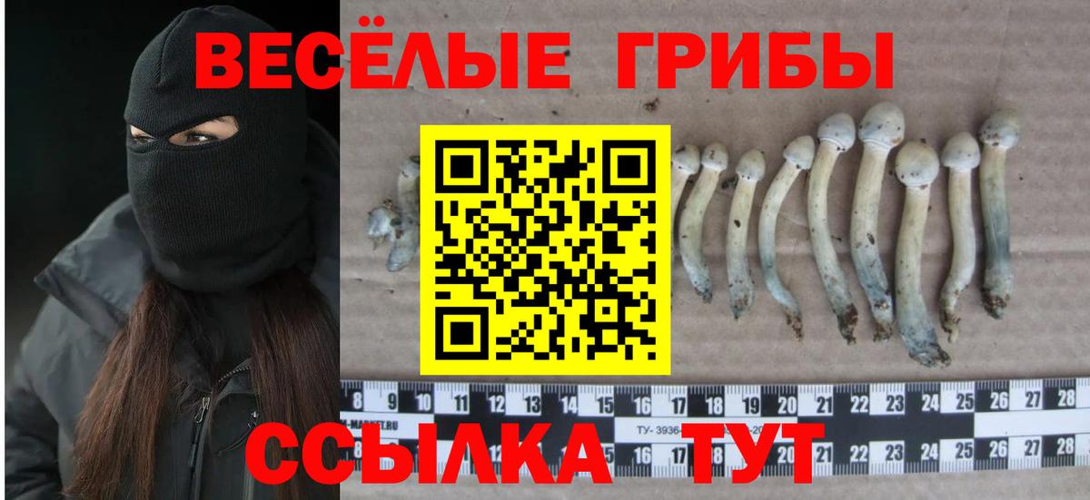 Гай  хочу наркоту  Псилоцибиновые грибы мухоморы  Вход с VPN  Галлюциногенные грибы мицелий 